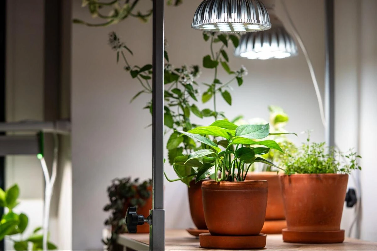 Indoor plants under grow lights are used as a feng shui remedy to restore balance and improve energy flow at home